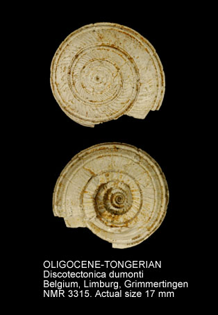 OLIGOCENE-TONGERIAN Discotectonica dumonti.jpg - OLIGOCENE-TONGERIAN Discotectonica dumonti (Nyst,1845)